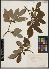 Foto von Salix appendiculata Vill.
